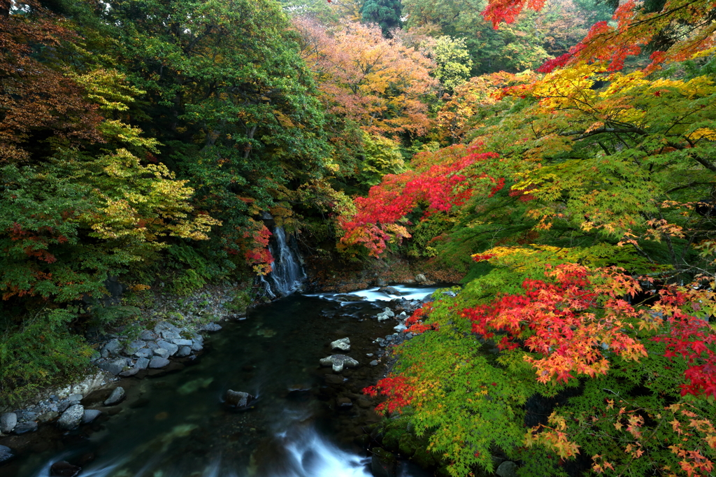 中野もみじ山 2014 V