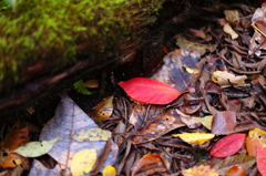 紅葉の奥入瀬渓流 42