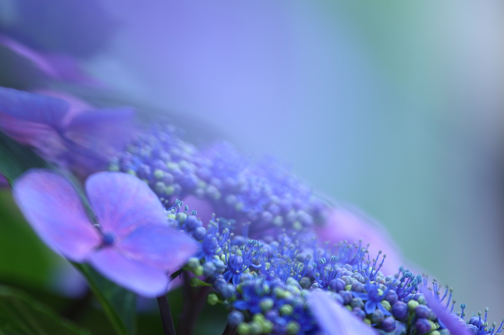 蒼の世界