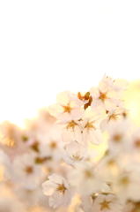 花切川の桜 IV