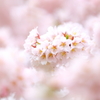 石割桜 VI