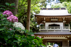 浄智寺・紫陽花 II