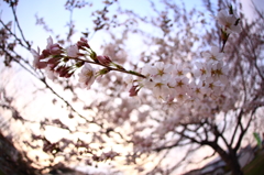 道端桜 VI