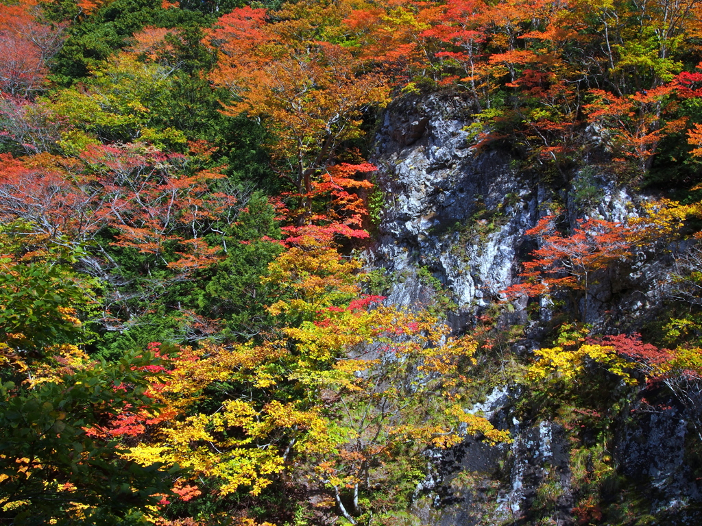 屏風岩の紅葉