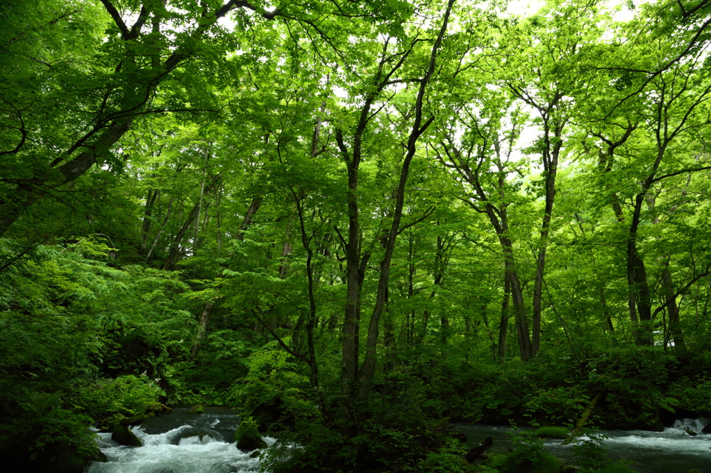 新緑の奥入瀬渓流