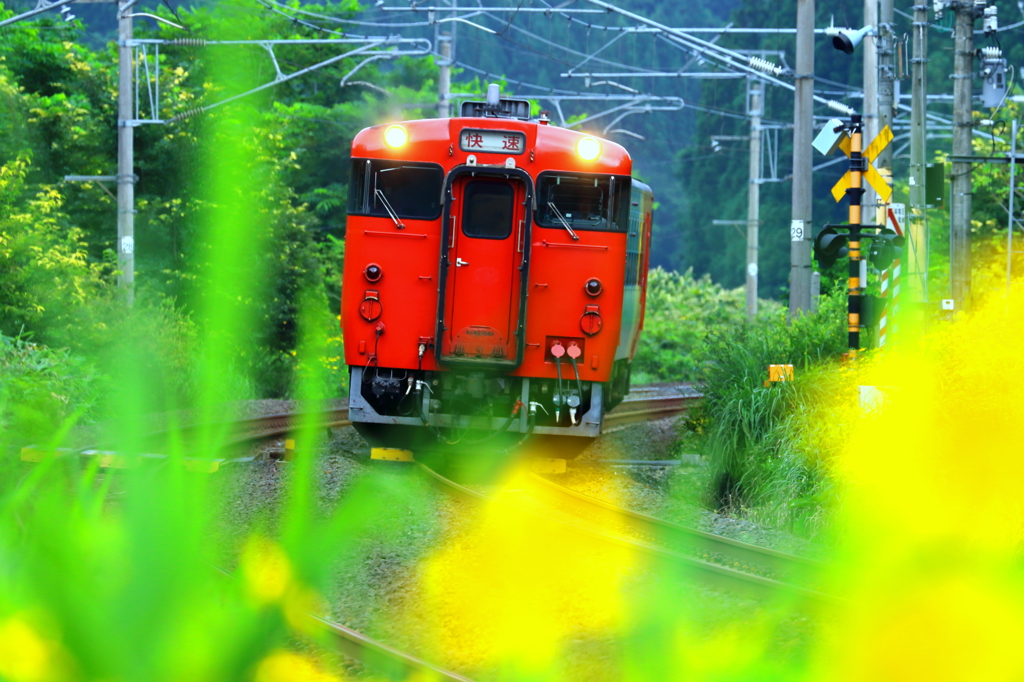 黄色い花に囲まれて II