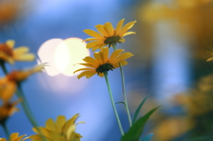 光と黄色い花 1