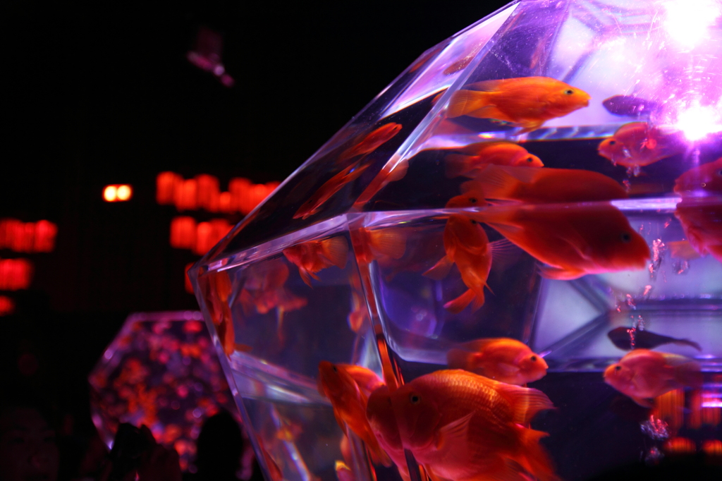 アートアクアリウム2012