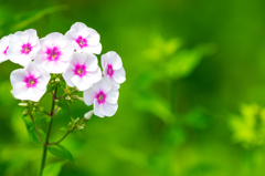 線路脇に咲く草花 III