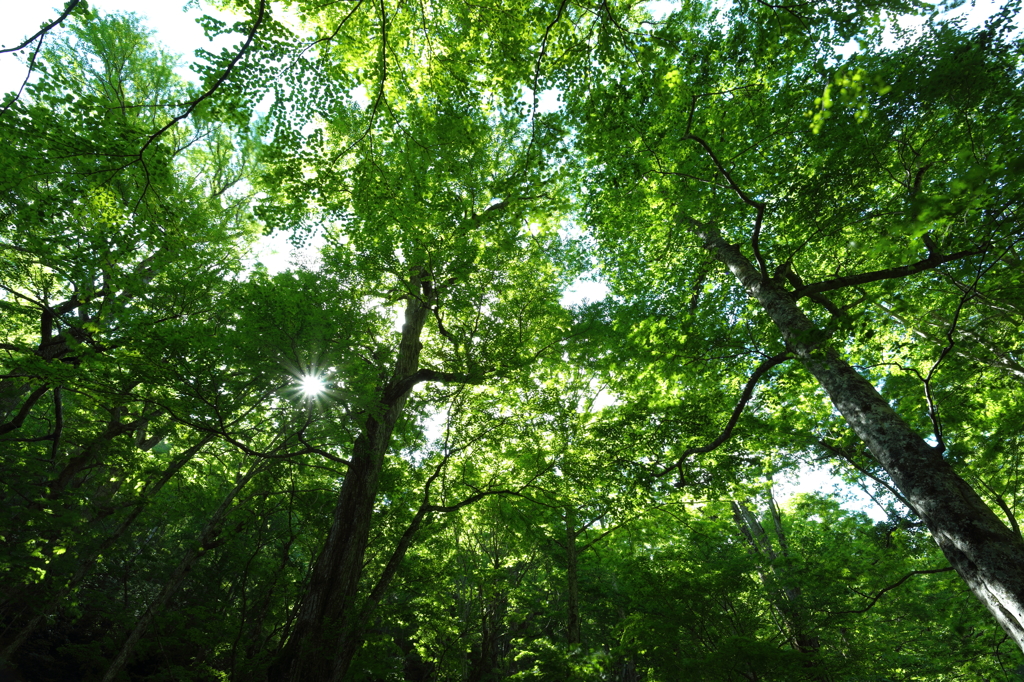Forest bathing I