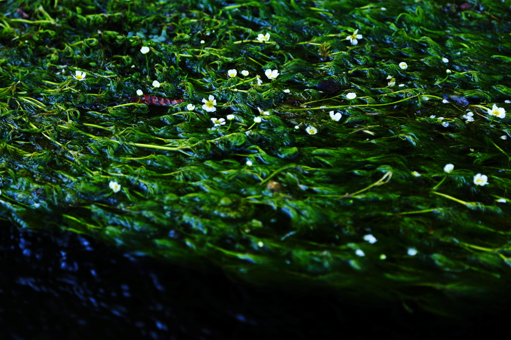 水草の花