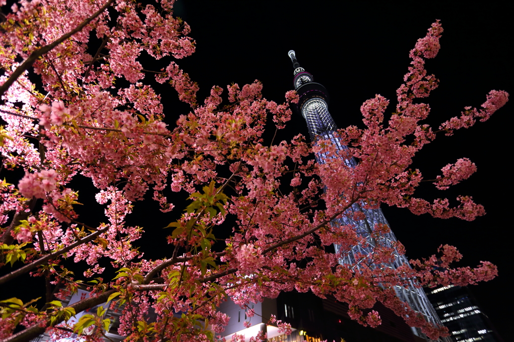 桜ツリー IV