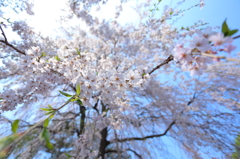 盛岡の桜 XVI