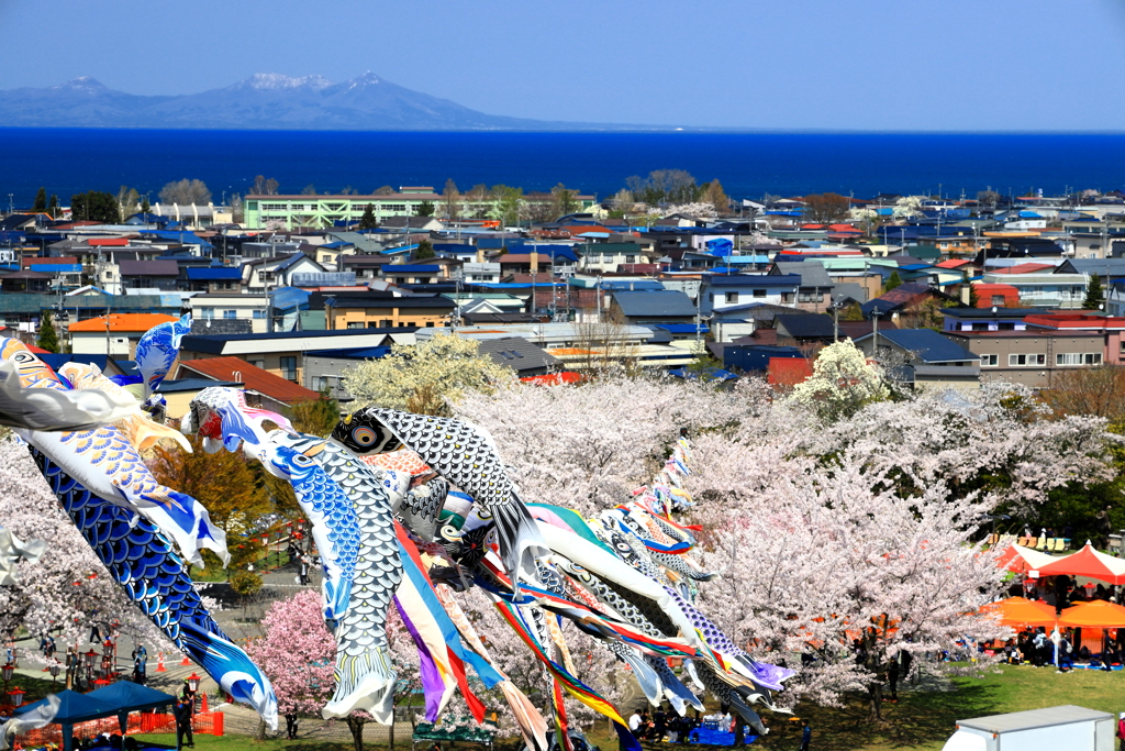 鯉のぼりと桜 V