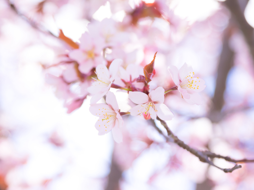 春の便り I