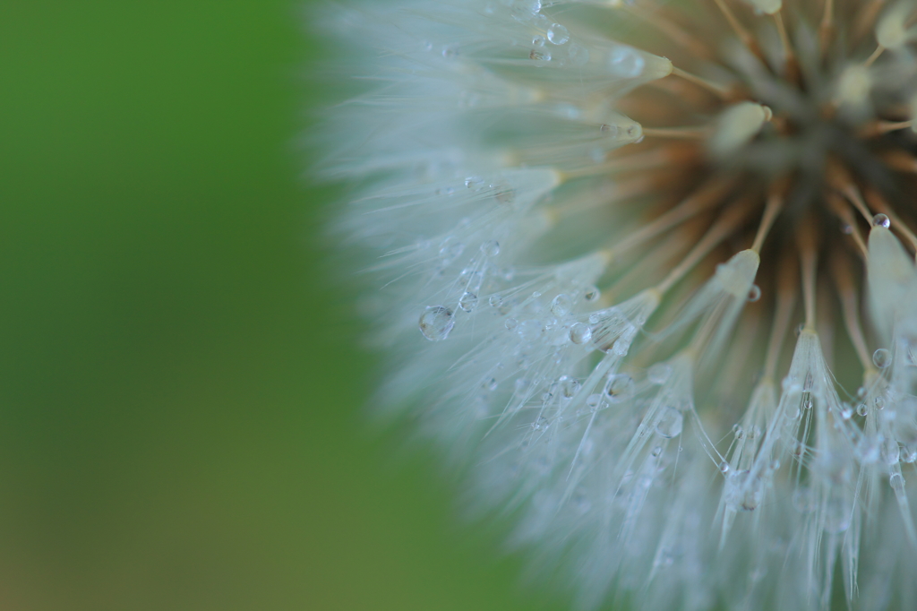 Fluff VI