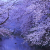 夜終桜 III