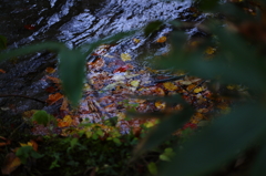 紅葉の奥入瀬渓流 43