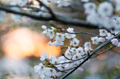夕暮れのいちょう公園の桜 夕暮れのいちょう公園の桜