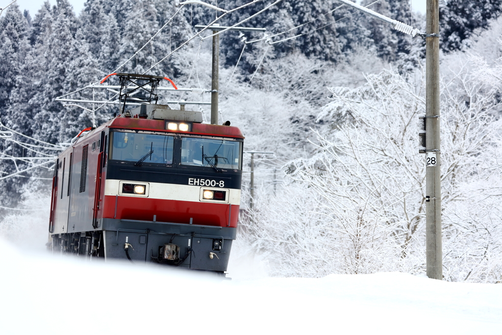 雪景色の金太郎 IV