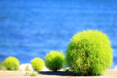 海の草団子