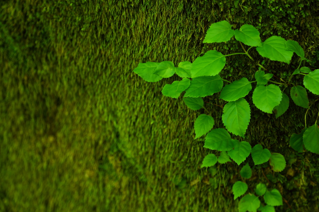 Green on green