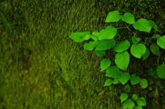 Green on green