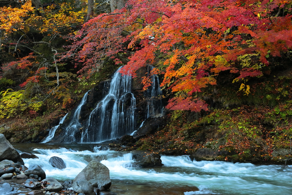 中野もみじ山の秋 XII