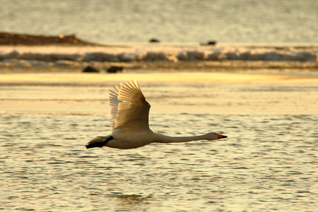 Morning of Swan II