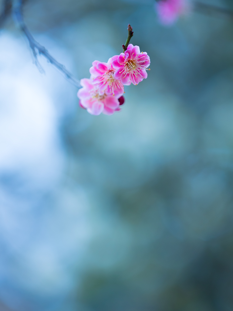 春色探し XVII