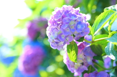 Hydrangea IX