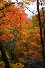 紅葉の奥入瀬渓流 40