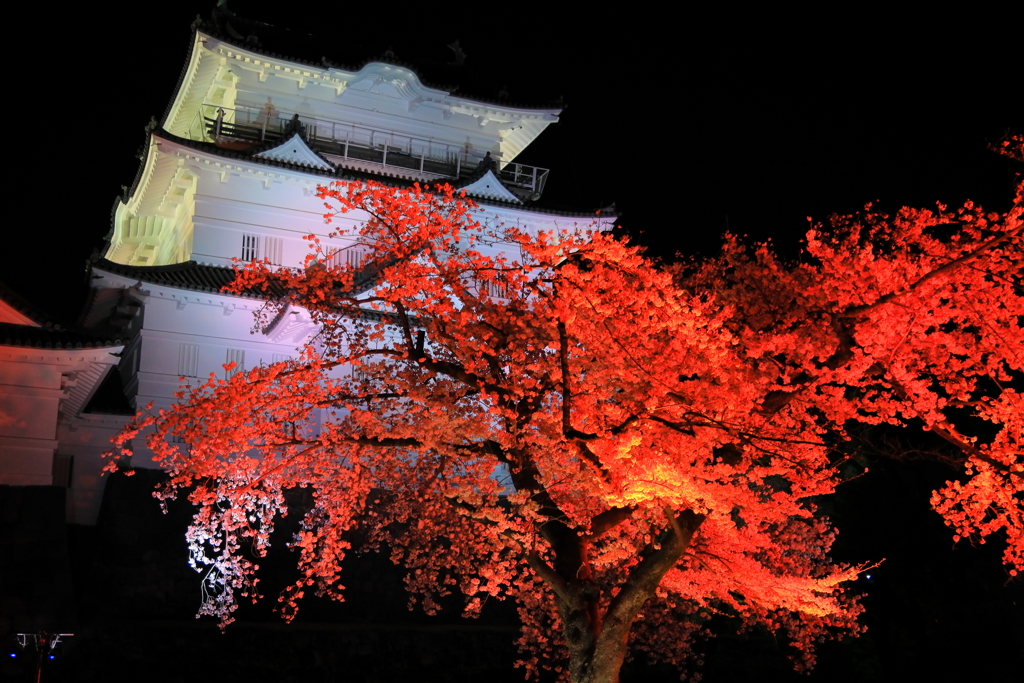 妖艶桜 I