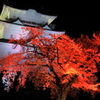 妖艶桜 I