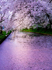 桜の思い出 -花筏-