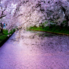 桜の思い出 -花筏-
