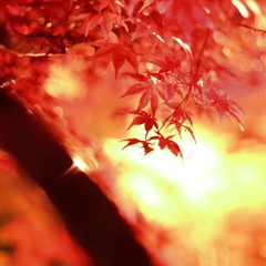 照楓