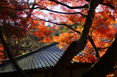 明月院の秋 01 明月院の秋 01