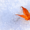 雪もみじ III