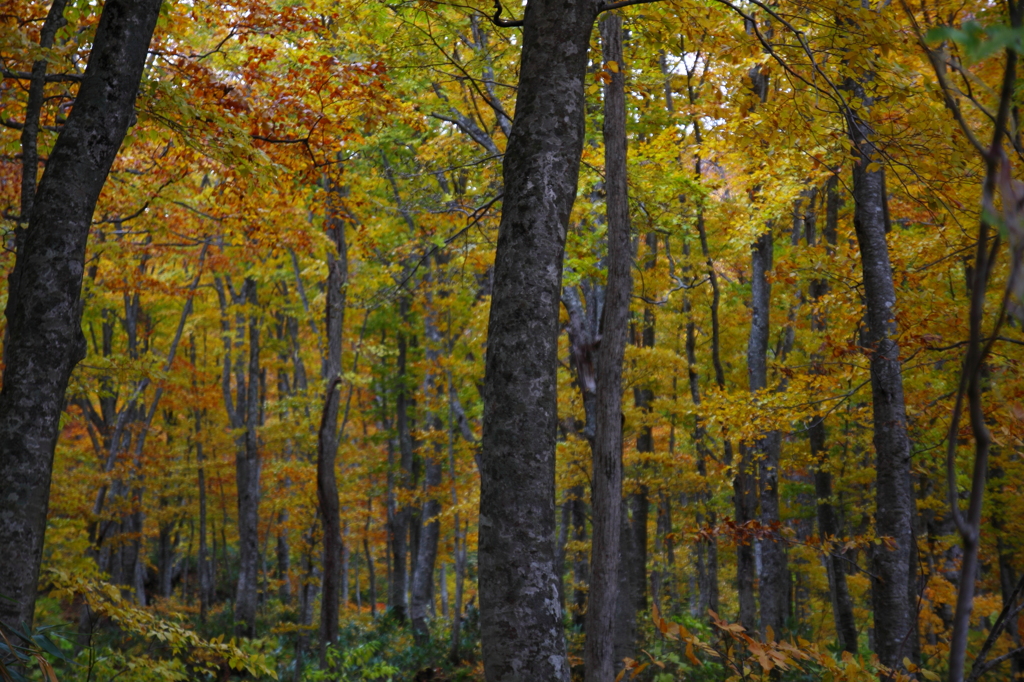 晩秋の八甲田山にて