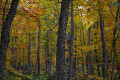 晩秋の八甲田山にて