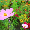 Flower garden III