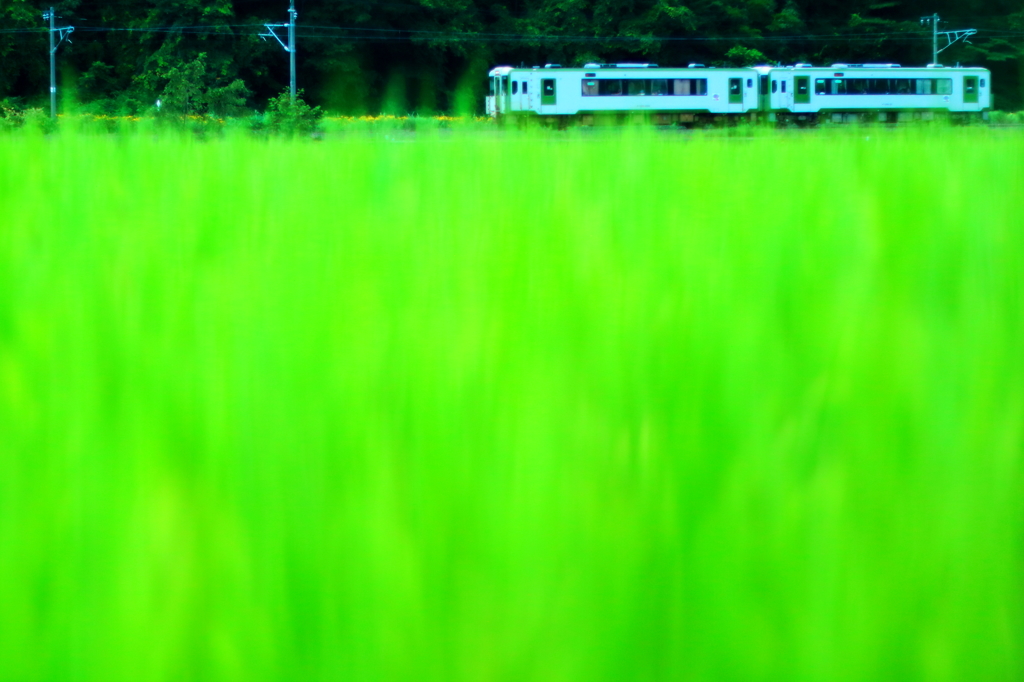 田んぼ II