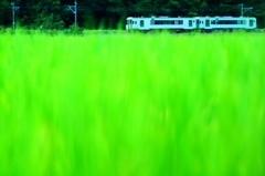 田んぼ II