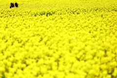 菜の花・風にそよぐ