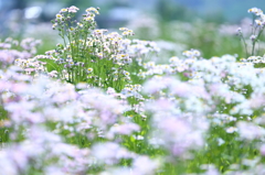 E. Philadelphicus