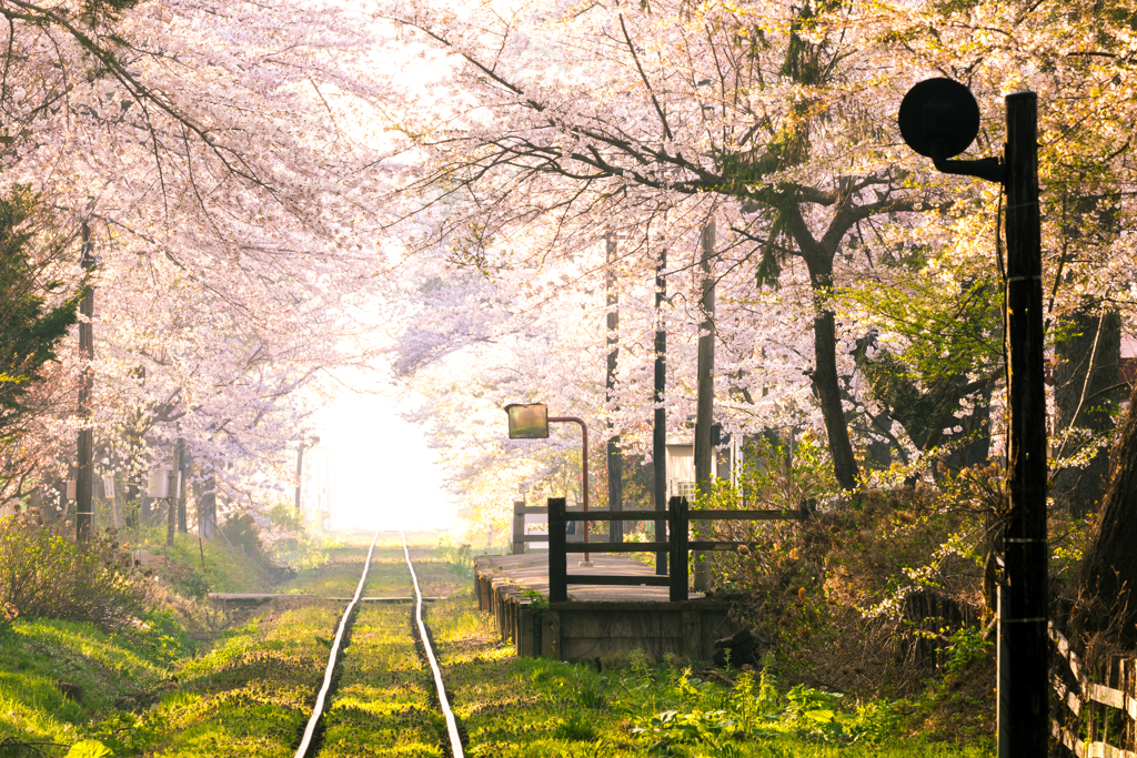 春 -桜の駅-