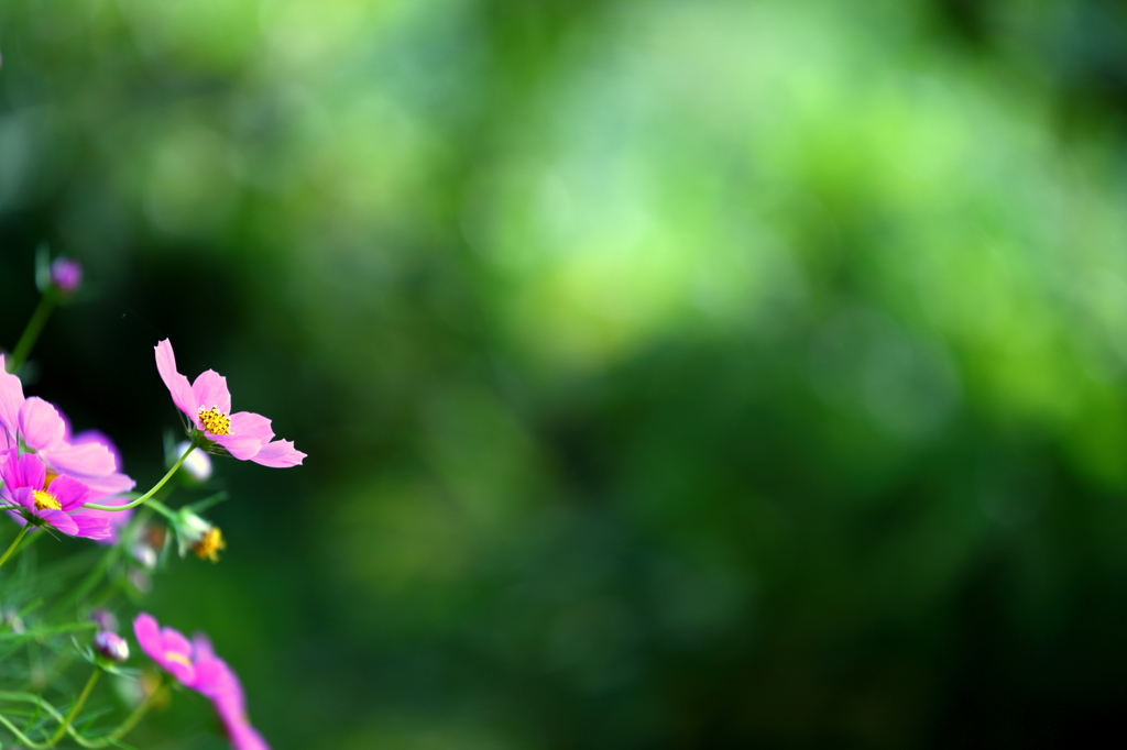 秋花 I