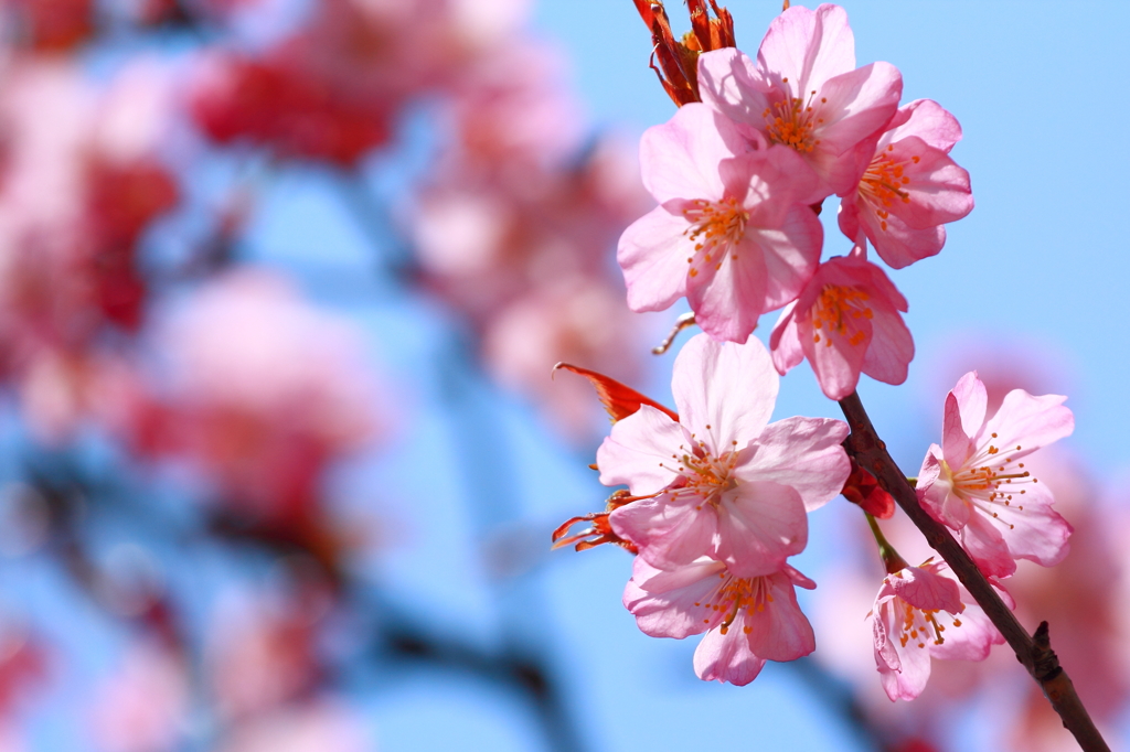 あおもりにもやっと桜