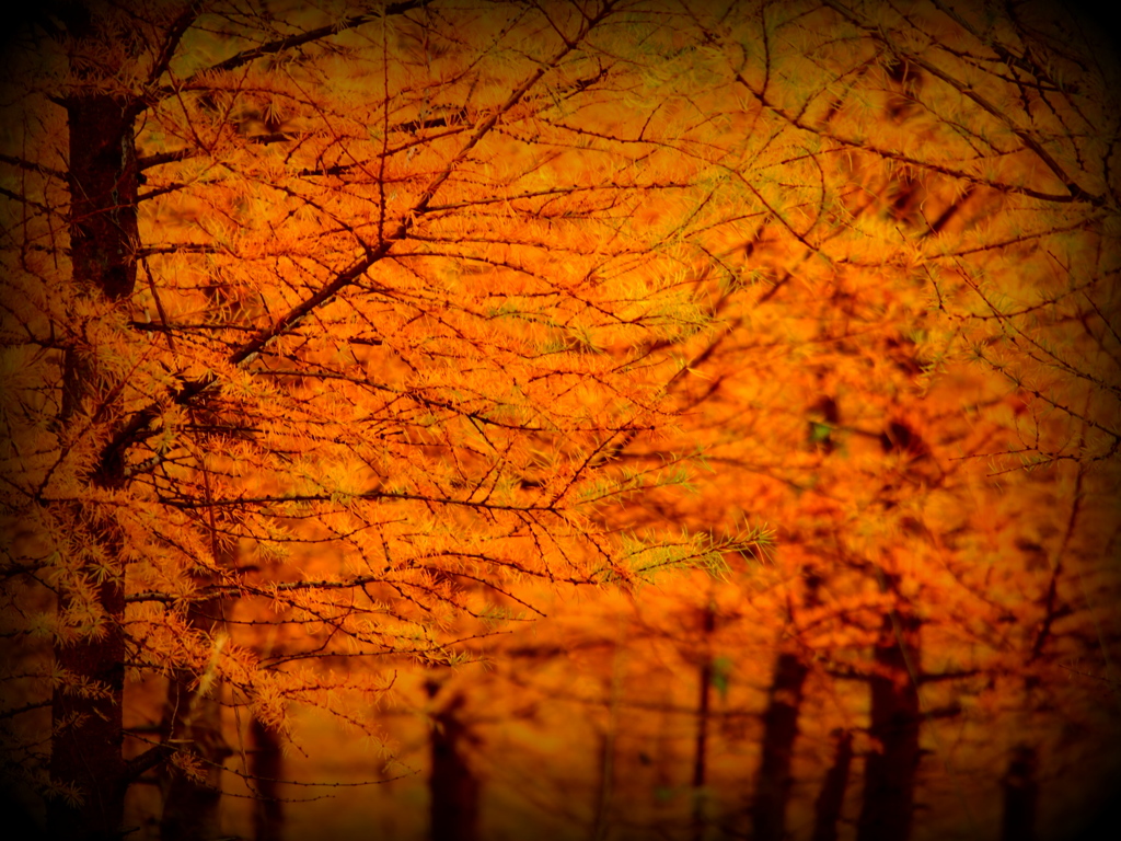幻想の森